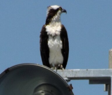osprey